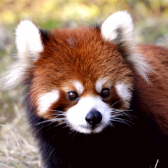 上海游客小熊猫